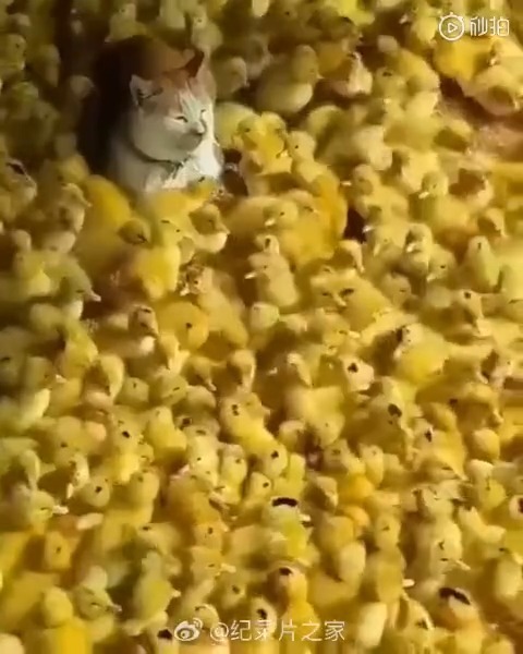 视频:网友成都酒吧偶遇王思聪没预定只能站着