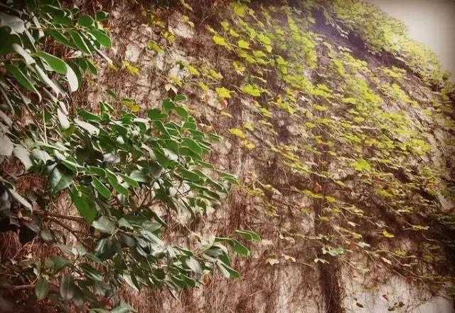 平江历史街区四大举措创新景区经营管理