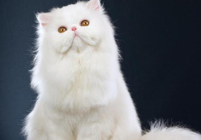 世界上最聪明的猫排行，高智商又粘人的猫主子们