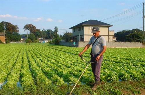 2022年后, 中国农村的土地谁来种? 看日本人是