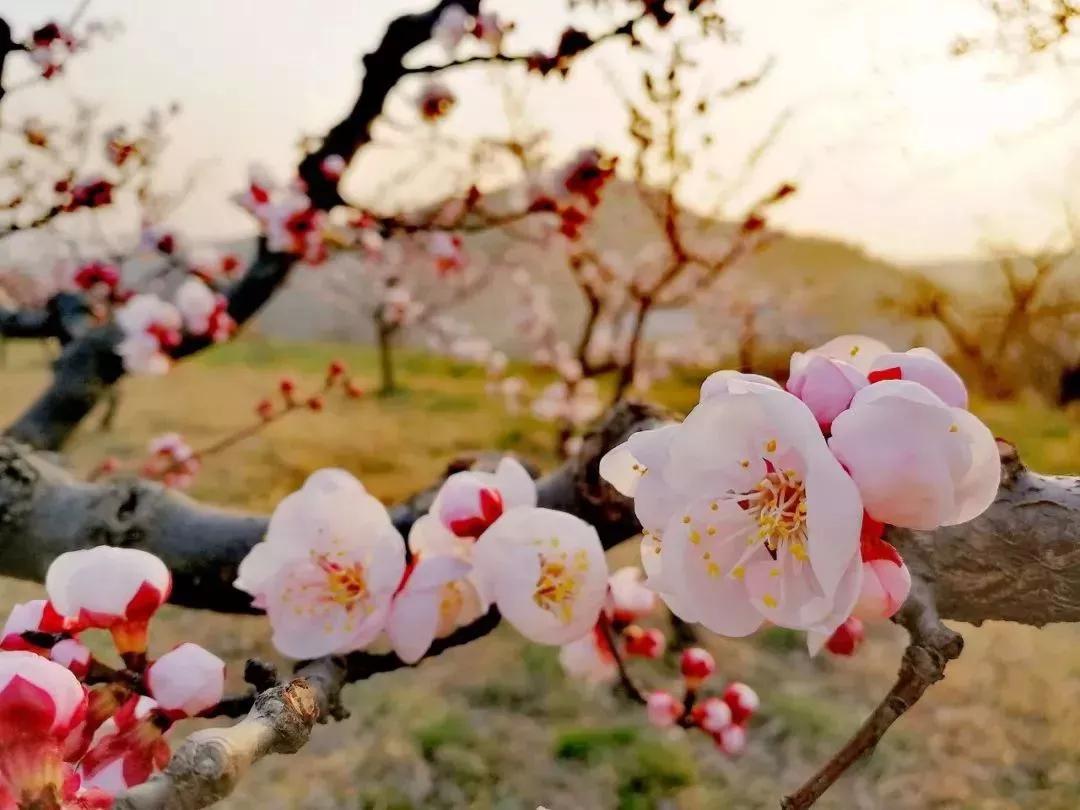 美哭西安周边竟藏着大片绝美杏花林风景如画还免费