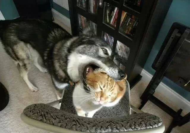 盘点那些欺负猫咪的狗子,给你一个大的么么哒?