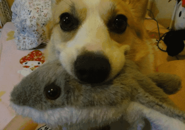 萌宠gif:柯基也是萌死人不偿命的主