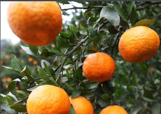 揭秘湖北宜昌著名土特产,秭归脐橙上榜,你们吃