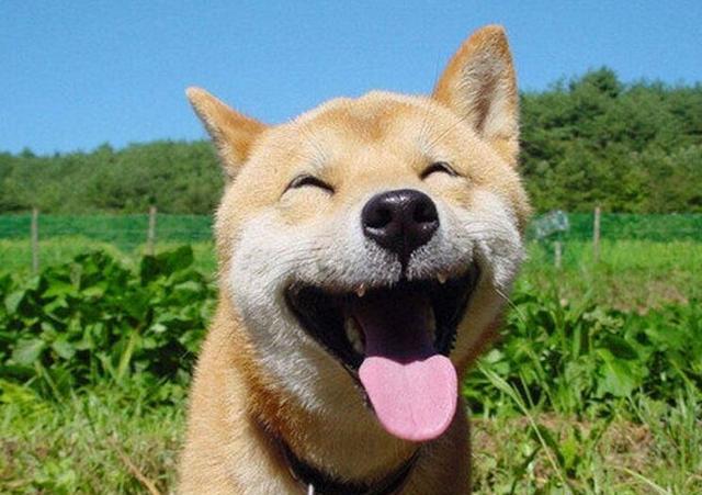 最会笑的狗没有之一 柴犬