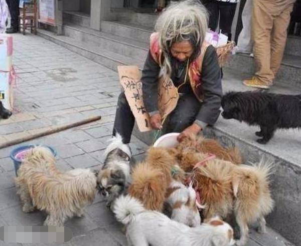 街头惊现一群流浪狗,一看竟是护送这位老人,得知真相哭惨了