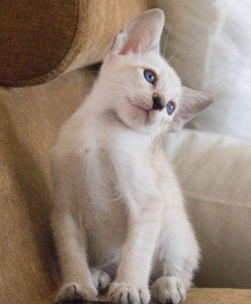 暹罗猫越养越黑,鼻子却白了?那是因为它缺点东