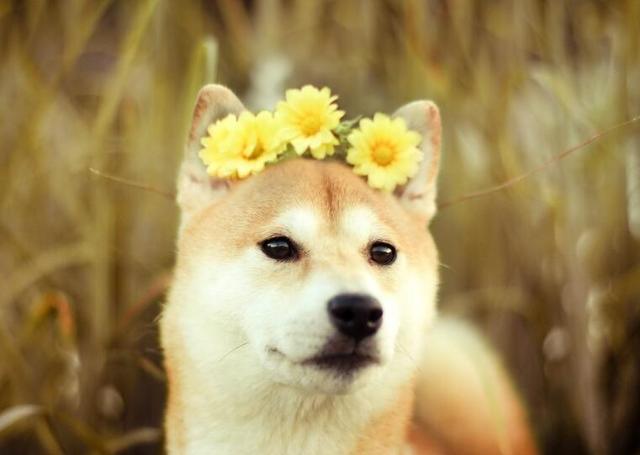 最会笑的狗没有之一 柴犬