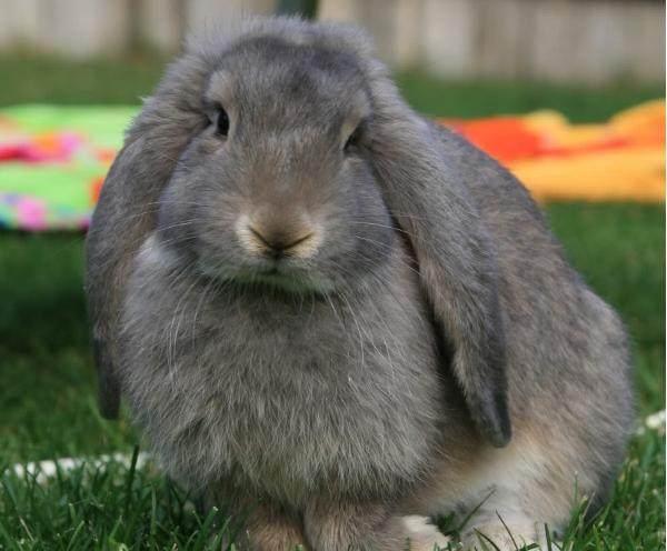 你了解你家的垂耳兔吗?垂耳兔正确的喂养方法