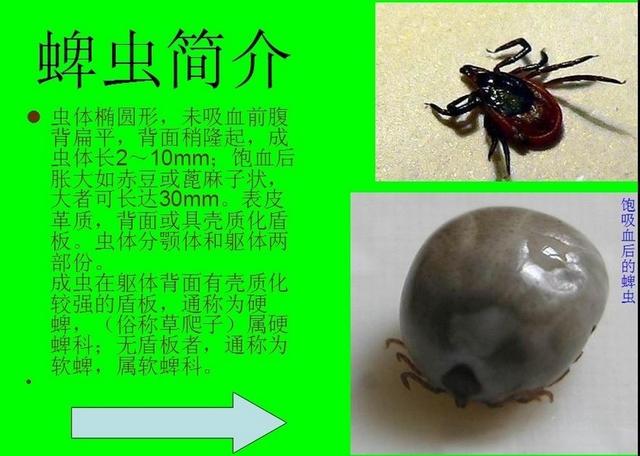 怎样彻底清除狗狗身上的蜱虫
