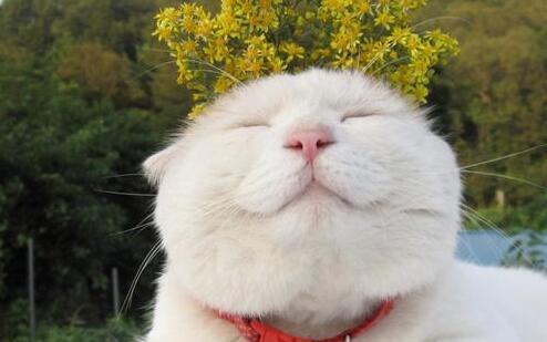 最喜欢温顺的猫咪? 有个性的猫也招人爱