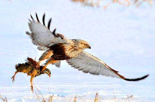 吃鸡太火, 五大吃鸡最厉害的动物! 第一众望所