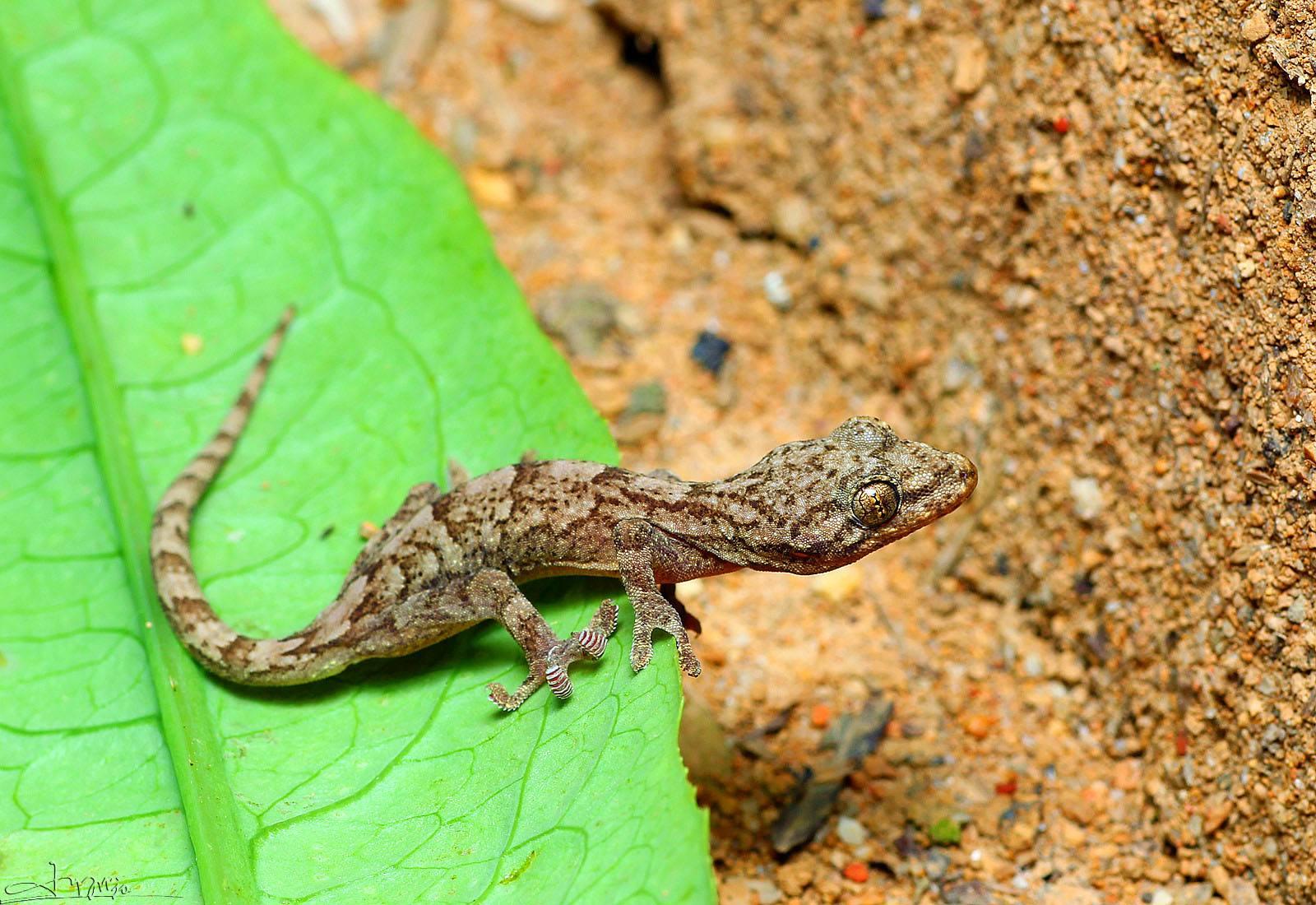 千年骗局破解!揭秘古代女子的守宫砂制作方法