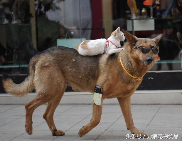 猫和狗一起养!如何不打架!铲屎官只用了这几招!你是怎么做的?
