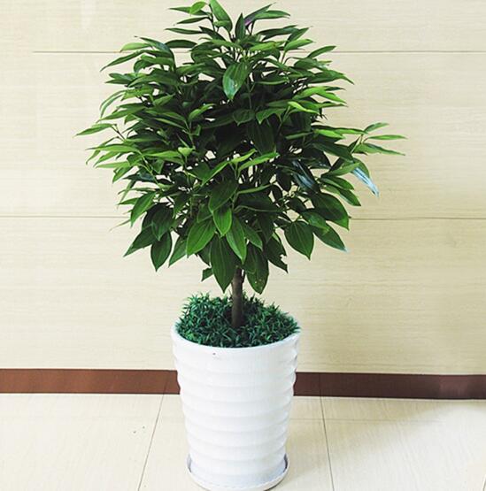 平安树叶子发黄,用这种水浇灌,15天后叶片恢