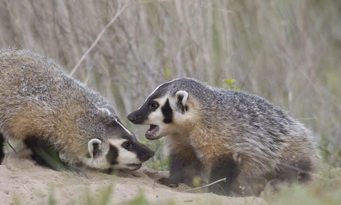 平头什么足成语_成语故事简笔画(4)