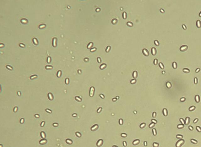爱因斯坦科学奇迹年的创举之一:布朗运动