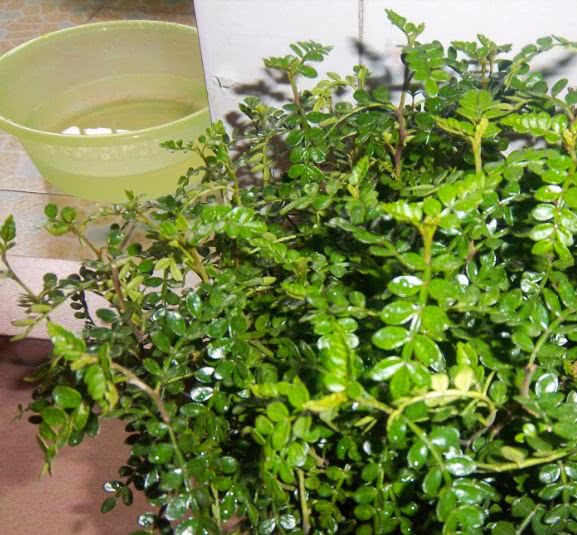 蚊子最讨厌的6种气味,一步步教你驱蚊,保证一