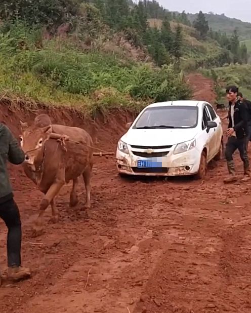 云南一辆14万科鲁兹陷泥地，车主无法叫拖车，直接叫来一头牛！