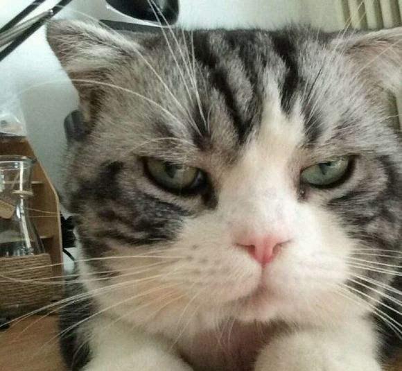 为什么有的猫不管怎么虐都粘人,有的猫怎么宠