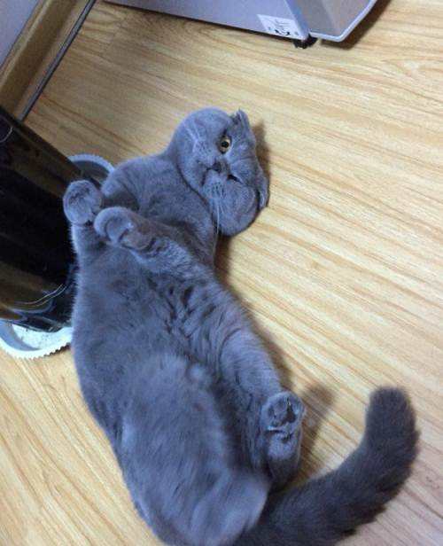 便宜买了只蓝猫心里乐得不行,几月后,没想到这猫长出了橘色的毛
