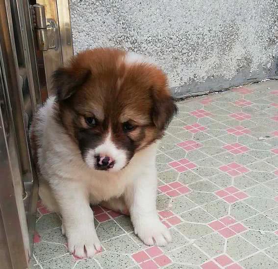 想带流浪狗回家吃点东西,它却不愿意进门,得知