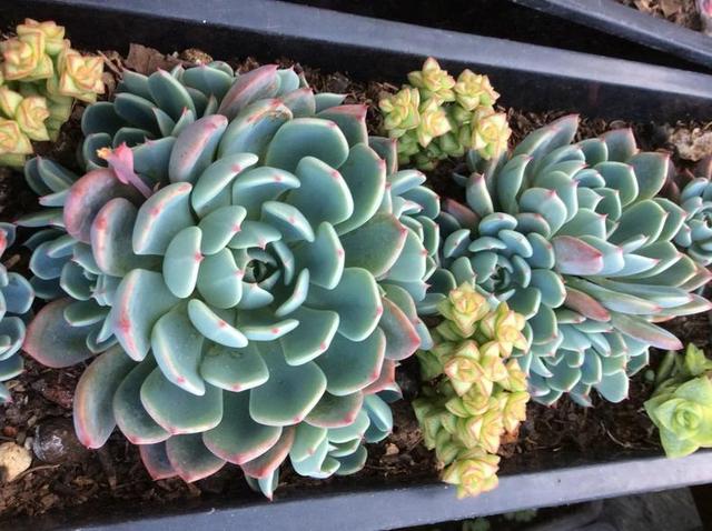 多肉长出侧芽以后,最正确的处理方式!