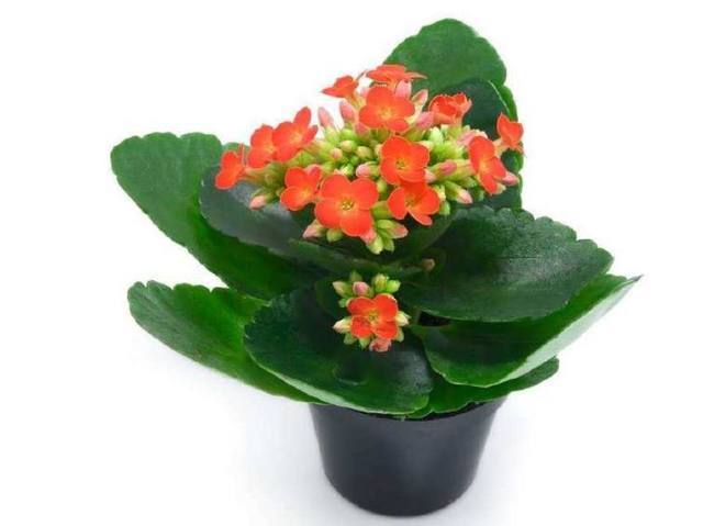 如何救,如何救活?快死掉的盆栽,四招教你轻松