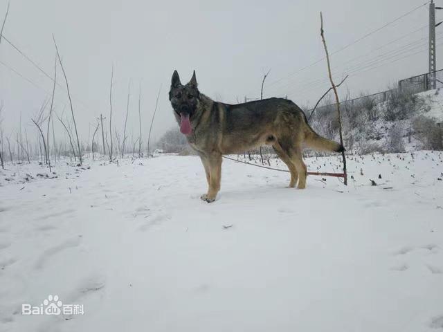 看完这篇图文，分辨德牧、狼青、马犬 So easy