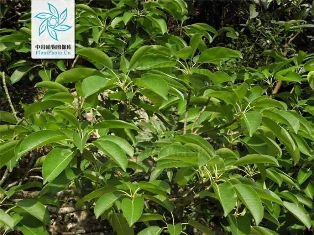 厦门又现奇景!春天来了,金黄色的树叶却掉了一