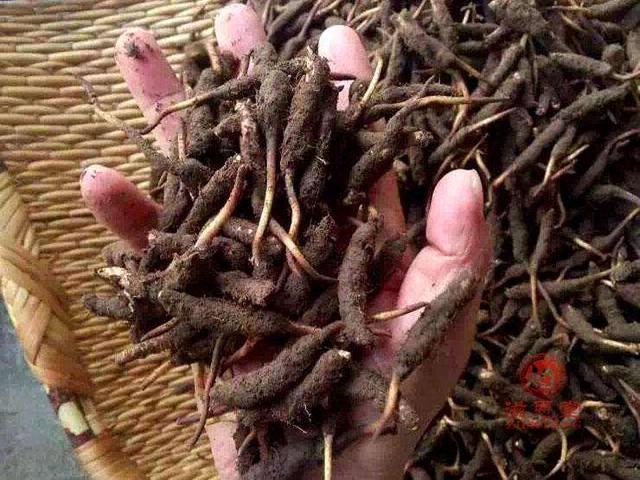 新鲜冬虫夏草怎么吃最好?-藏民告诉你新鲜冬虫