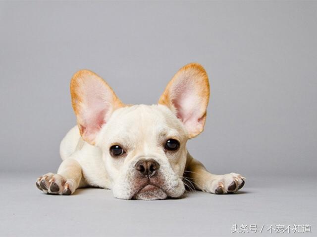 带狗狗打了这么多次疫苗,宠物注射疫苗程序你