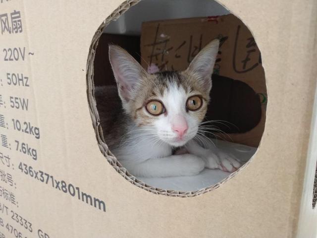 理工科老公用快递盒自制猫爬架,猫直接在里面睡着,不错的小窝