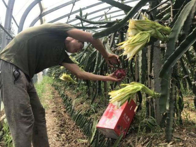 种植管理技术:如何提高火龙果授粉座果率?增加