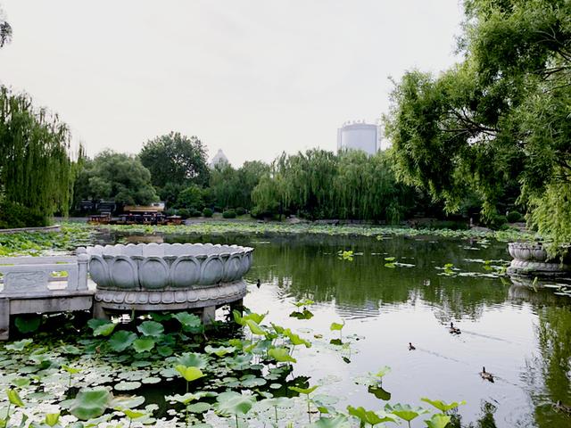 北京紫竹院公园青莲岛,睡莲开放,野鸭鸳鸯成群,纳凉好