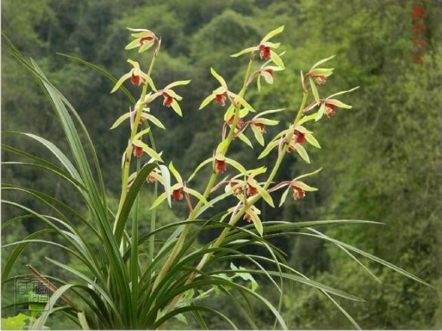 2018蕙兰红素碧血丹心