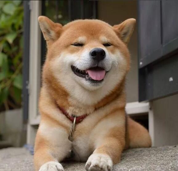 最会笑的狗没有之一 柴犬