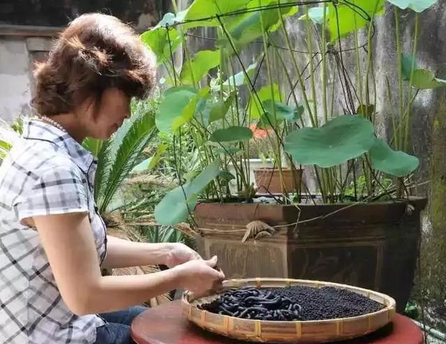 大娘巾妇科药丸闻名海内外,制作过程终于曝光