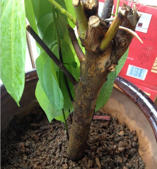 平安树叶子发黄,用这种水浇灌,15天后叶片恢