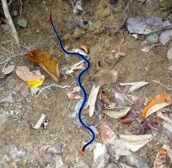 野外遇到蓝色的蛇,男子吓得乱棍打死,专家这话,却让他后悔不已