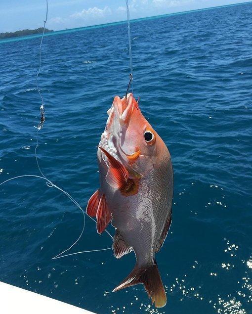去过一次才知道为什么帕劳是上帝的水族箱