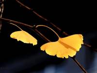 《西 游记女 儿国》女演员争相斗戏,赵丽颖少女