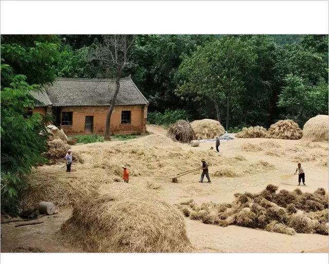 小时候农村收麦子的场景, 看哭了很多人!