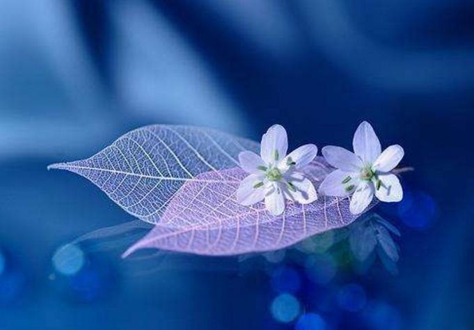 能花心亦能专一,但还谈不上滥情的星座