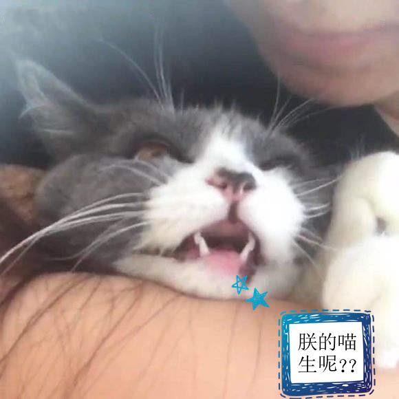 主人强吻猫咪之后,喵星人一脸绝望,生无可恋