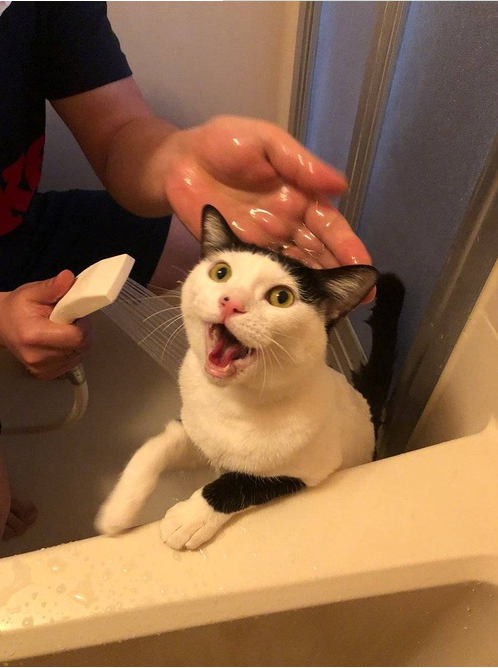 搞笑的猫咪,洗澡的时候全程疯狂,表情把主人逗笑了