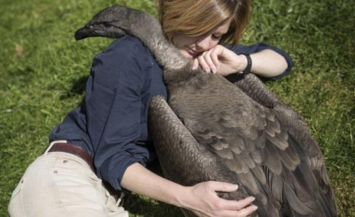 世界上最大的猛禽, 翼展超过3米可活百年, 安第斯神鹰!