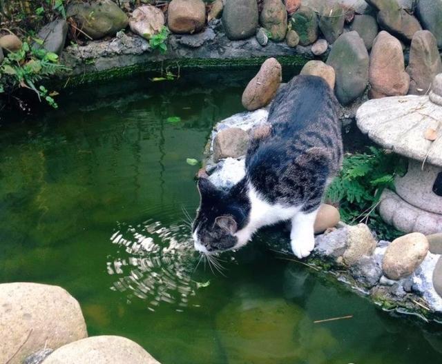 杭州|飞鸟集:坐拥清风明月,独揽鸟语花香