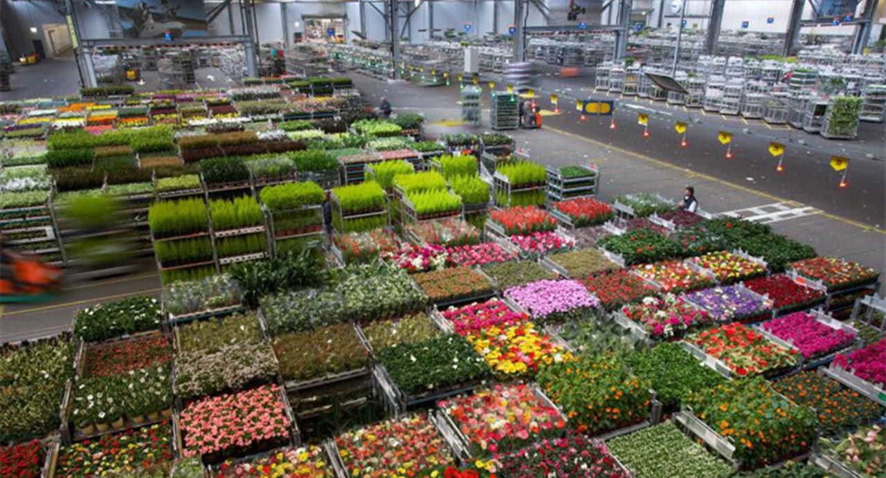 全球最大的花卉市场:占世界80%份额,被誉为“鲜花王国”