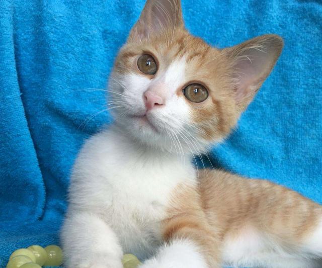 猫咪不粘人,还经常咬主人是什么情况?